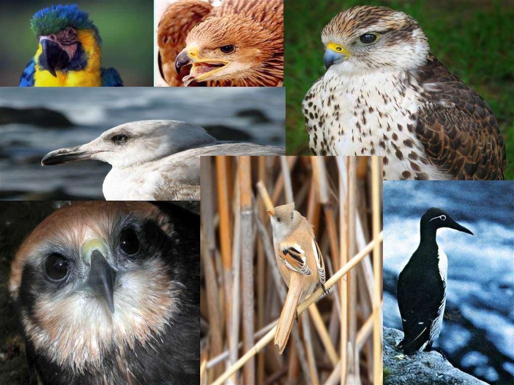 Разнообразие птиц презентация. Классы птиц. Многообразие птиц. Животные класса птицы. Разнообразие типичных птиц.