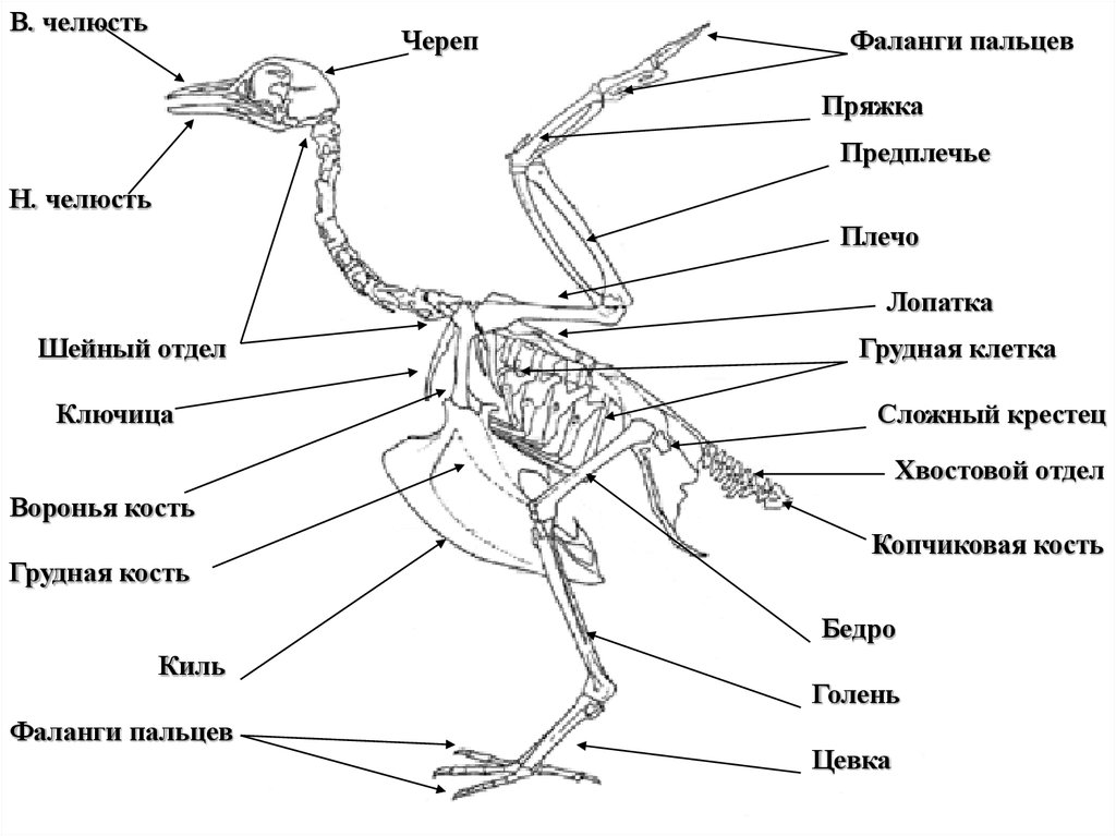 Вилочка у птиц это. Строение скелета птицы голубя. Скелет сизого голубя биология 7. Внешнее строение и скелет птиц. Скелет голубя биология 7 класс.