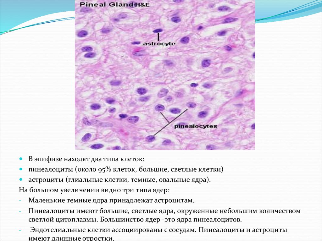 Гипофиз гистология рисунок