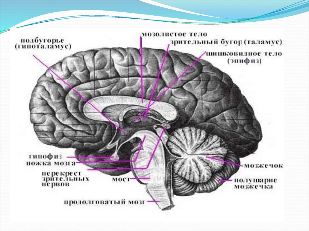 Левый мозжечок. Строение головного мозга Сагиттальный разрез. Мозолистое тело Сагиттальный разрез. Разрез головного мозга. Таламус. Строение мозга человека мозолистое тело.