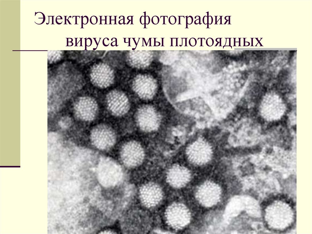 Чума вирус. Чума плотоядных вирус под микроскопом. Вирус чумы плотоядных под микроскопом. Чума плотоядных гистология. Вирус чумы плотоядных электронная микроскопия.