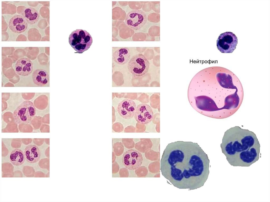 Палочкоядерные нейтрофилы картинки