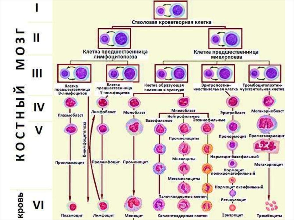 Общая схема кроветворения