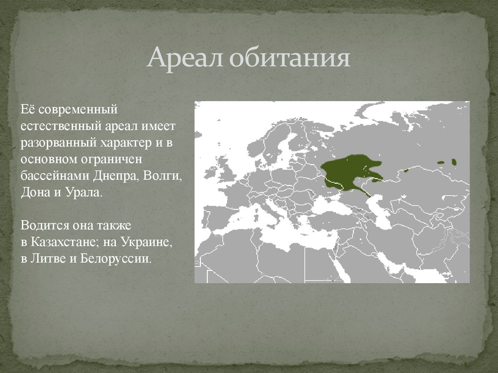 Какое место обитания. Ареал обитания. Ареал и место обитания. Реликтовый ареал. Местообитание вида.