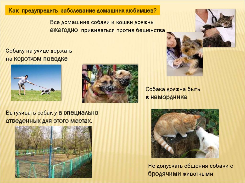 Курсовая работа по теме Меры борьбы и профилактики бешенства плотоядных животных в г. Черногорске