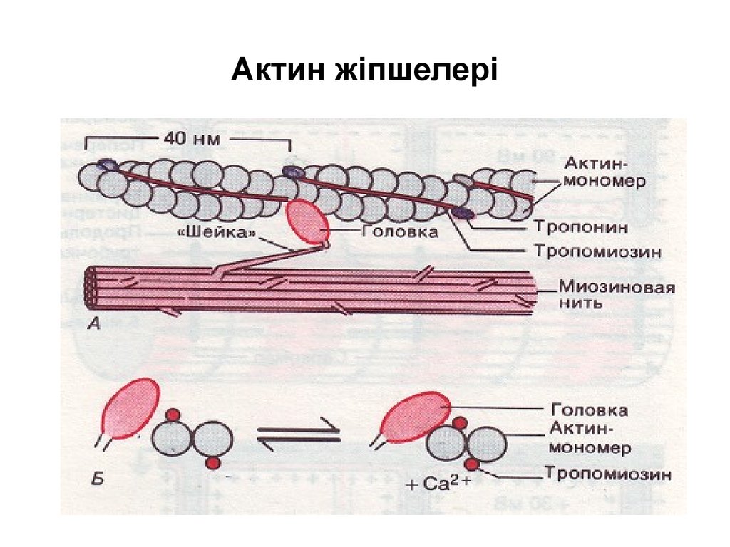 Актин входит в состав. Актин миозин тропонин. Строение актина. Актин структура. Тропонин на актине.