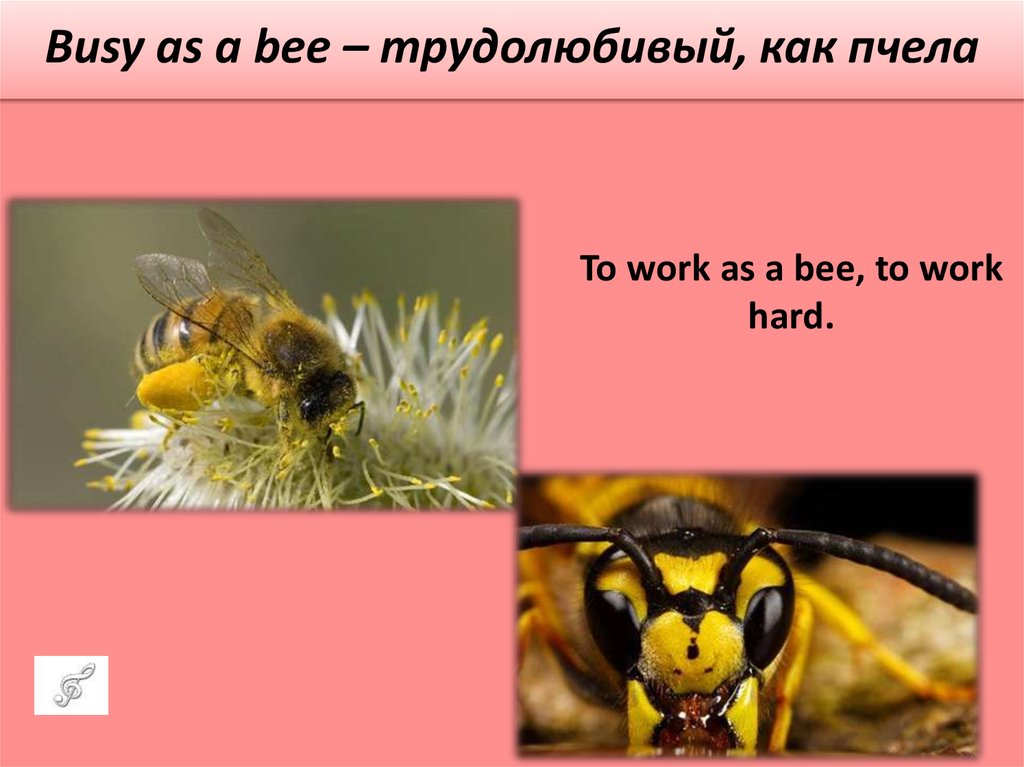 Bee как читается. Пчела по английскому языку. Презентация на английском языке про пчёл. Стишок про пчелу на английском. Трудолюбивый как пчела.