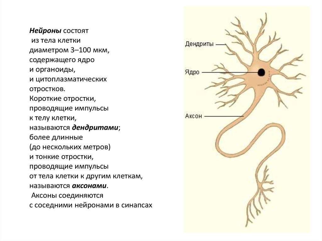 Как называется короткий нейрона. Нейрон состоит из отростков каких. Нейрон состоит из тела и отростков – коротких и. Из чего состоит нервная клетка. Строение клетки нервной системы.