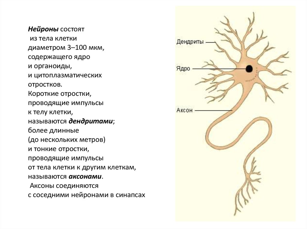 Тело нервной клетки. Нейрон состоит из тела и отростков. Нейрон состоит из тела и отростков – коротких и. Из чего состоит нервная клетка. Нейрон дендриты это короткие отростки.