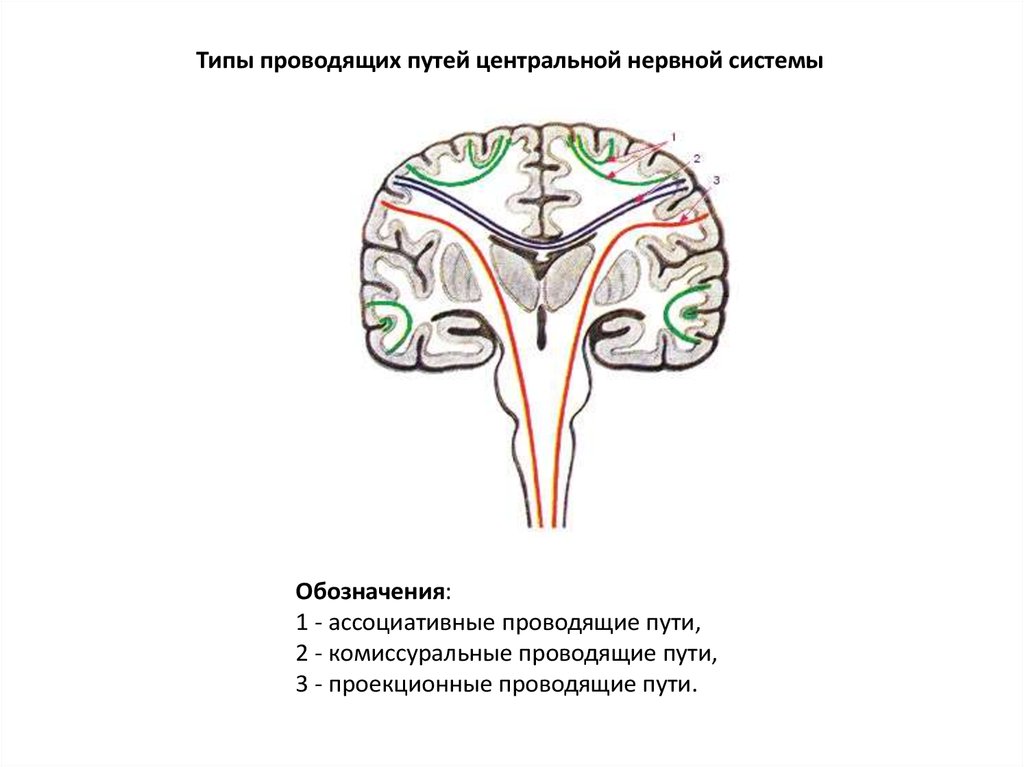 Схемы восходящих и нисходящих проекционных путей