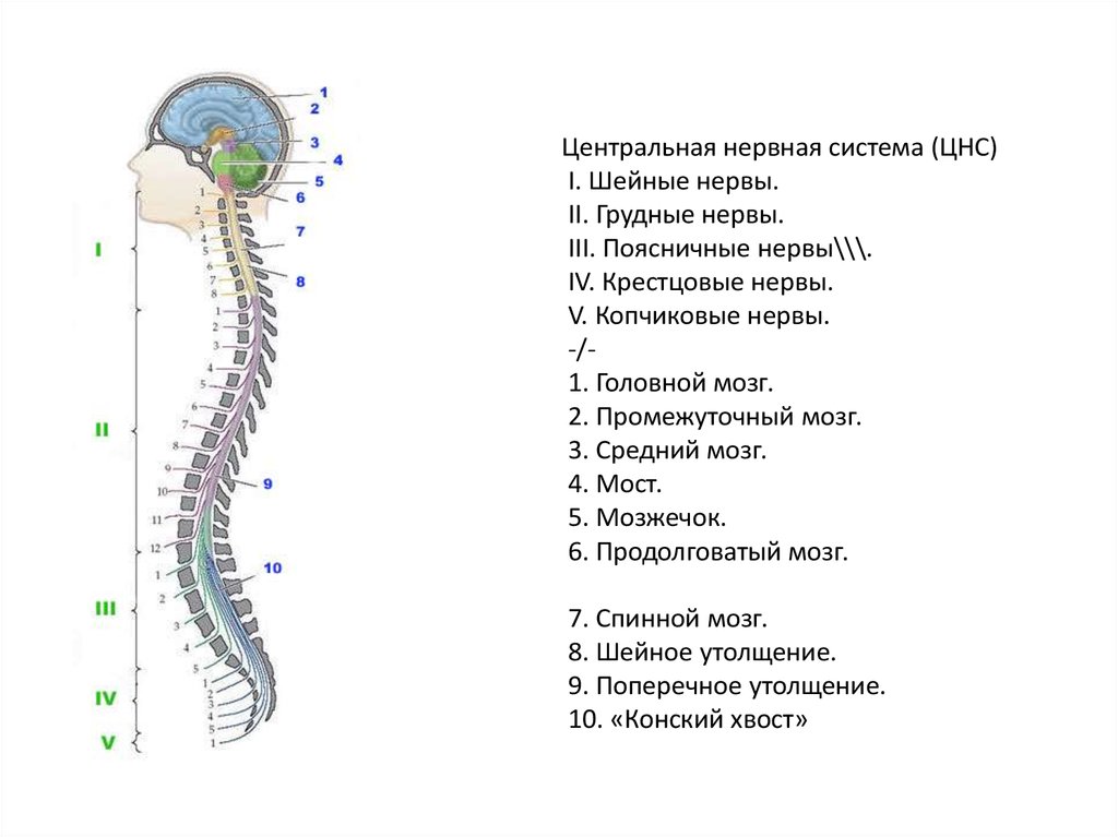 Центральный отдел нервной системы спинной мозг. Центральная нервная система головной и спинной мозг. Строение центральной нервной системы: головной мозг, спинной мозг. Центральная нервная система схема спинной мозг головной мозг. Схема строения центральной нервной системы.