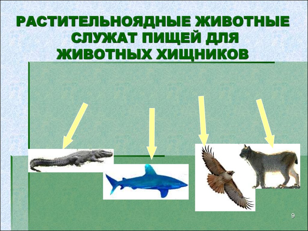 Растительноядные животные 3 класс. Растительноядные животные. Растительноядные животные примеры. Пища для растительноядных животных. Служат пищей для хищников.