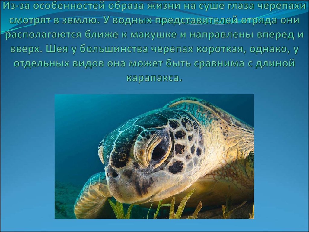 Приспособленность рептилий к жизни на суше. Приспособленность морской черепахи. Морская черепаха среда обитания. Образ жизни черепах. Приспособления черепах.