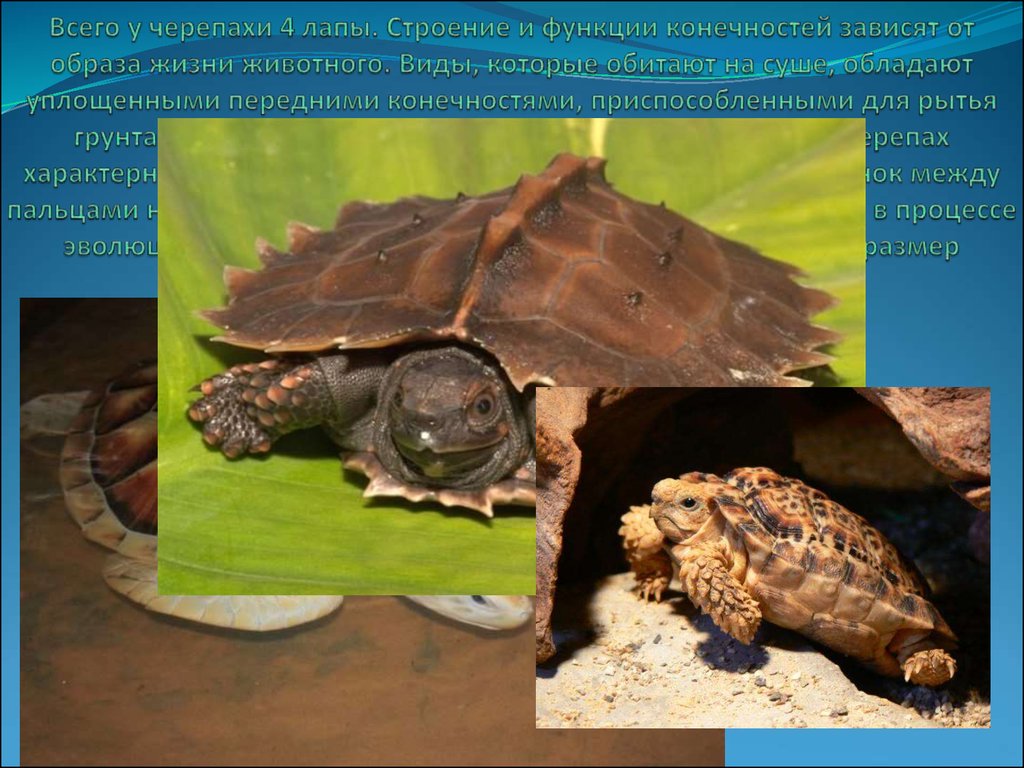 Какой тип развития характерен для черепахи. Строение конечностей черепахи. Строение сухопутных черепах. Питание отряда черепахи. Образ жизни черепах.