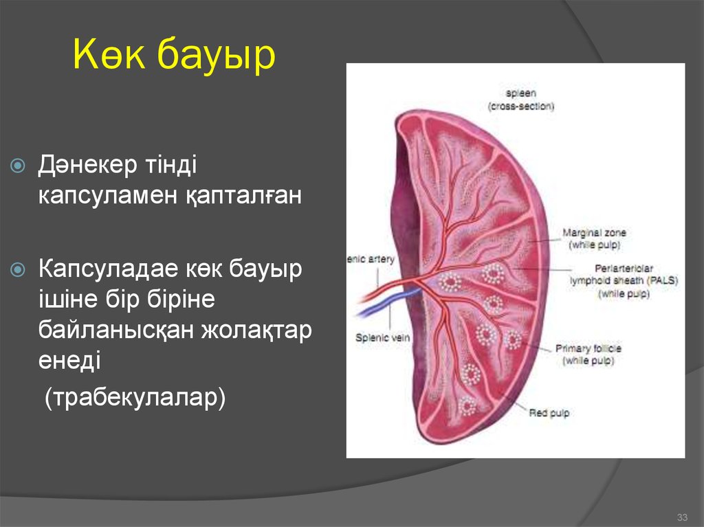 Бауыр патологиясы презентация