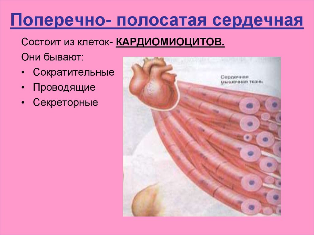 Расположение клеток поперечно полосатой ткани Мышечные ткани - презентация онлайн