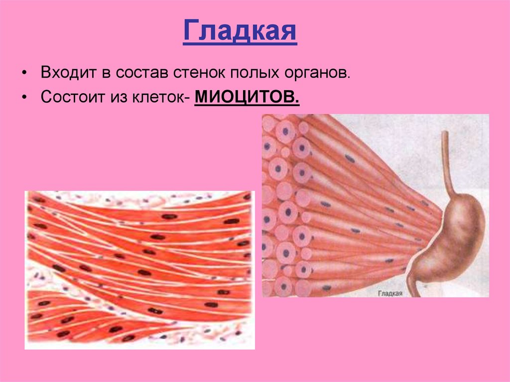 Строение клетки гладкая мышечная ткань. Гладкая мышечная клетка. Клетки гладкой мышечной ткани. Мышечная клетка миоцит. Гладкая мышечная клетка рисунок.
