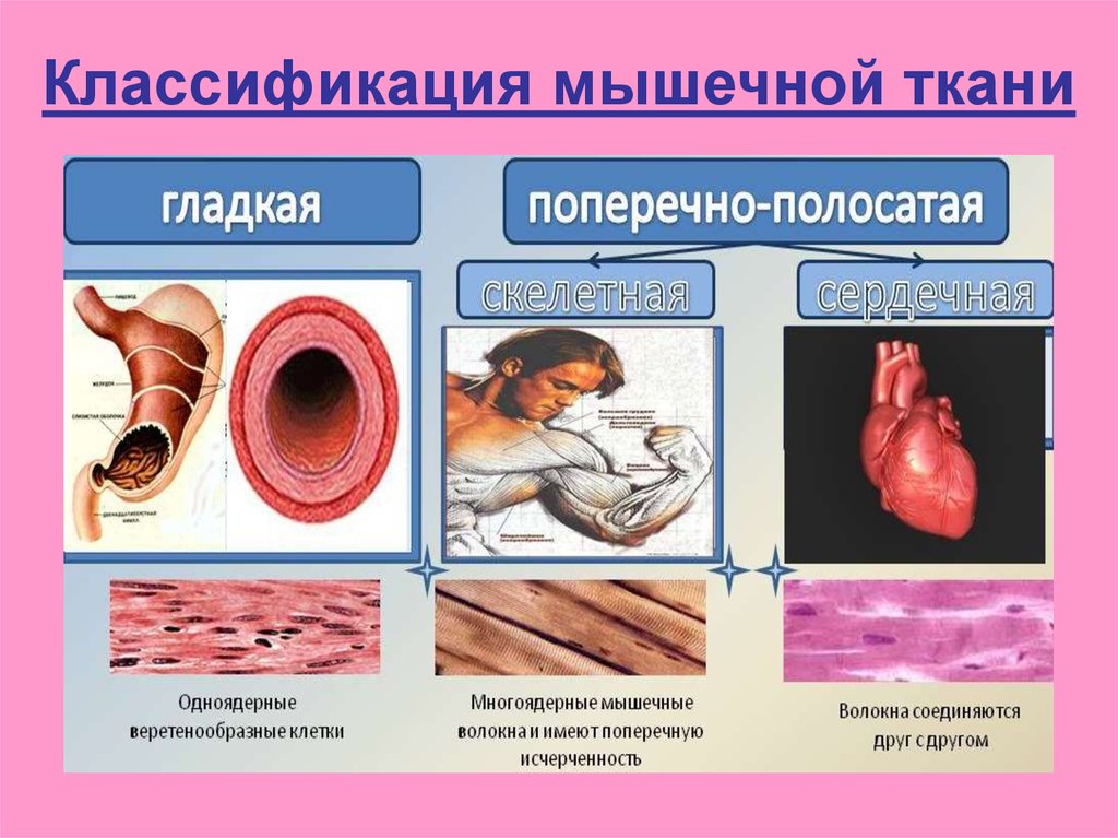 Отличия гладкой мускулатуры от поперечно полосатой. Классификация мышечной ткани гистология. Классификация мыщечно ткань. Классификация мышечных тканей по строению. Классификация гладкой мышечной ткани.