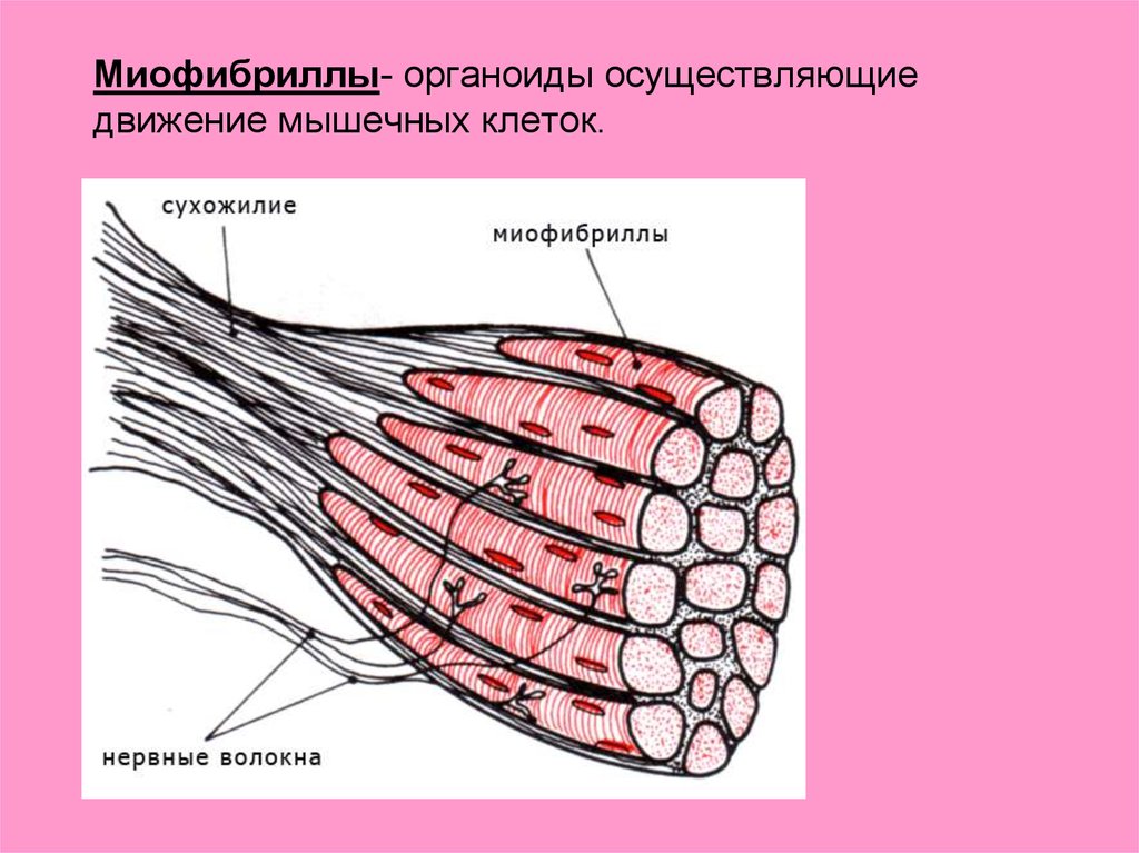 Мышечная клетка рисунок. Органоиды движения миофибриллы. Органоиды движения клетки миофибриллы. Миофибриллы мышечной ткани осуществляют. Миоциты и миофибриллы.