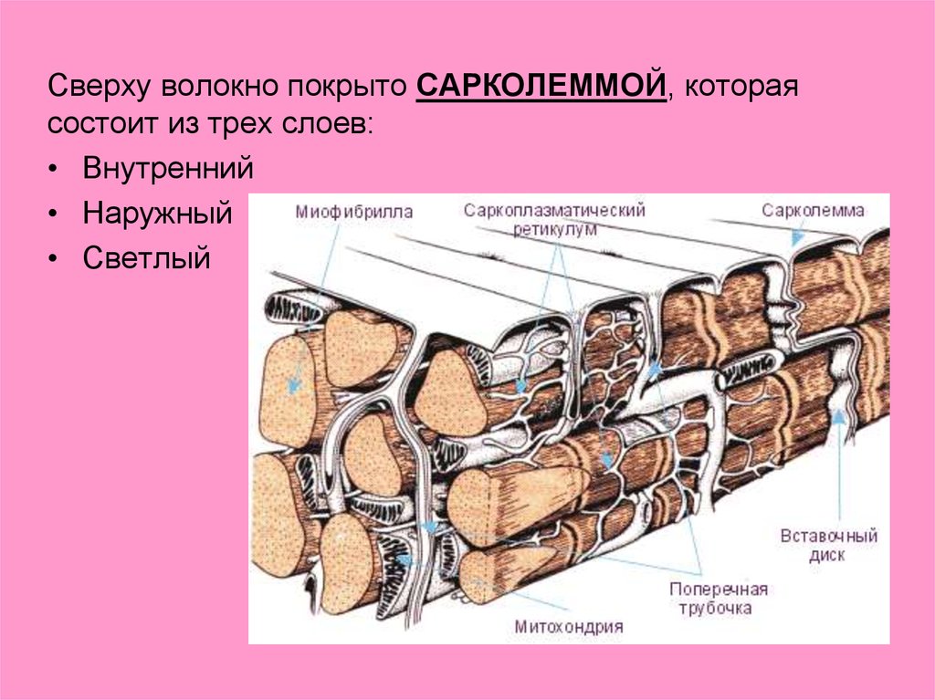 Состоит из 3 слоев. Сарколемма строение. Сарколемму волокна. Сарколемма мышечного волокна это. Сарколемма гистология.