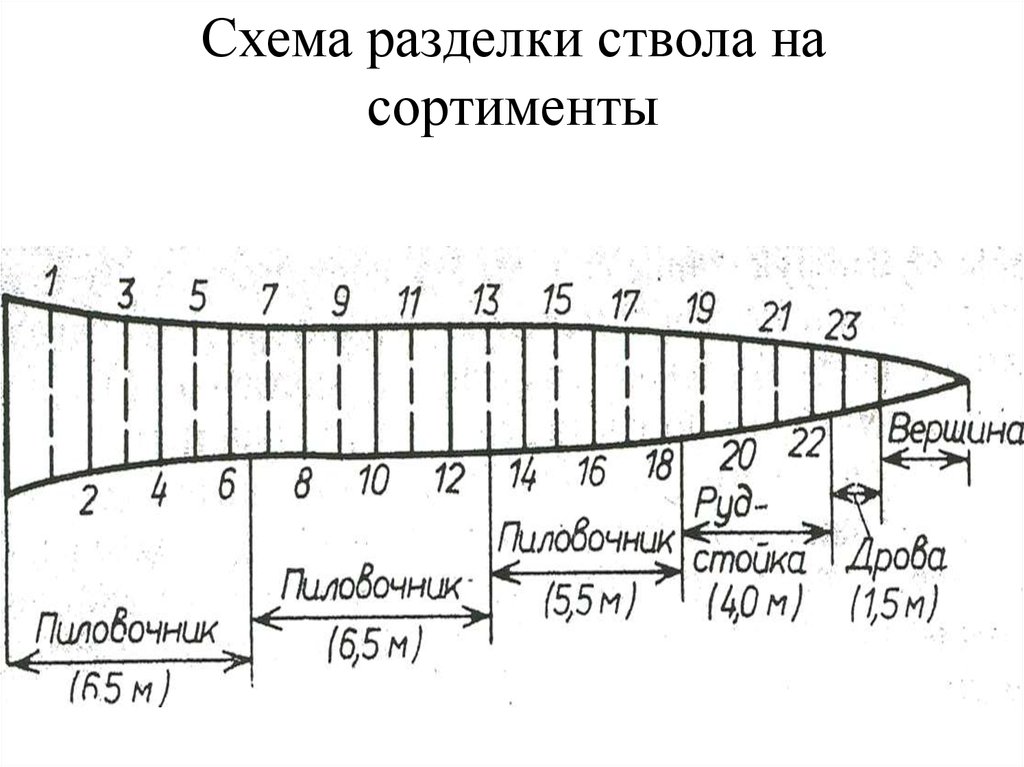 Ствола на схеме