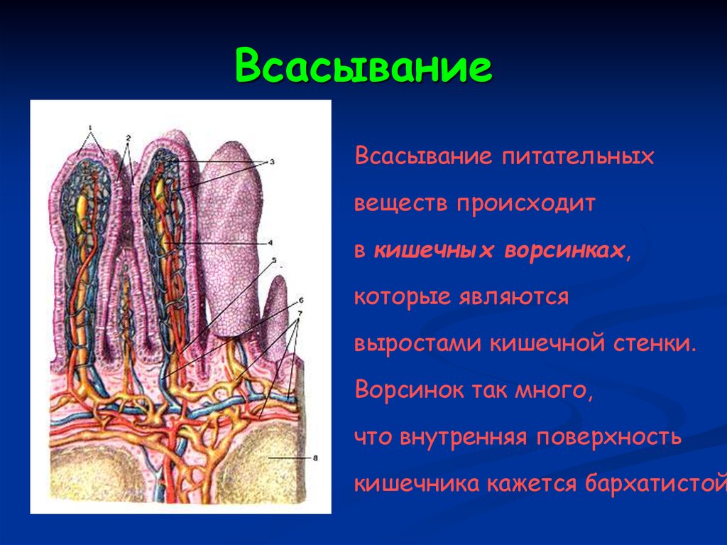 Толстый и тонкий кишечник презентация