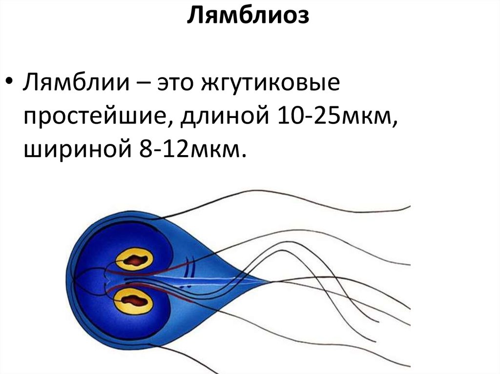 Кишечная лямблия презентация