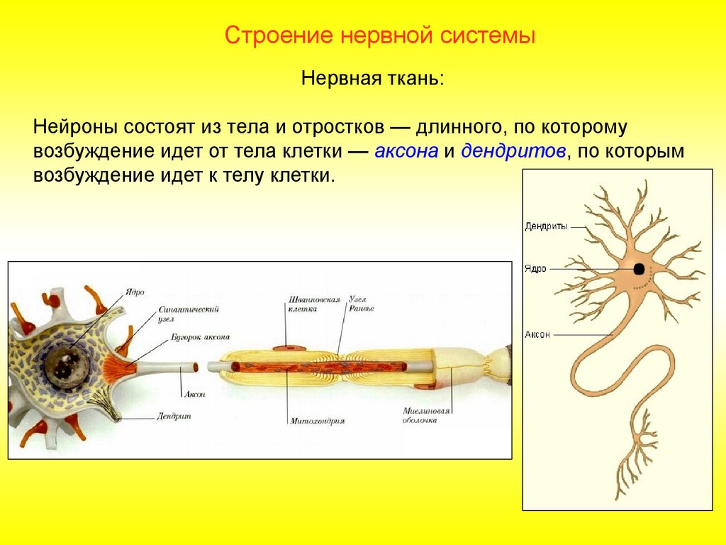 Нервная система 9 класс презентация. Нейрон нервной системы биология 8 класс. Нервная система строение нейрона. Структура нейронов нервной системы. Строение нерва.