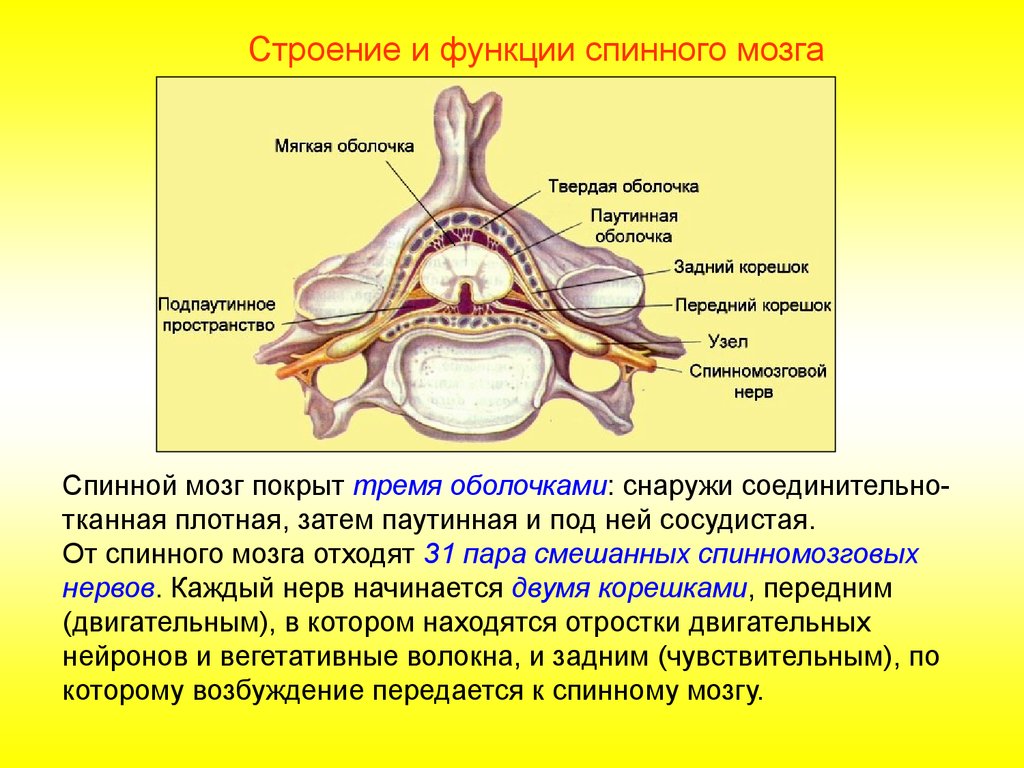 От спинного мозга отходит 31 пара. Функции спинного мозга анатомия. Строение и функции спинномозгового мозга. Спинной мозг строение и функции нервная система. Структуры спинного мозга строение и функции.