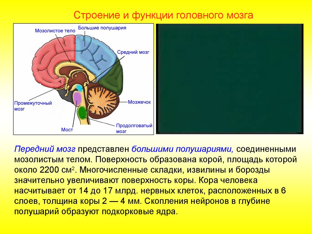 Каковы функции отделов головного мозга. Спинной и головной мозг строение и функции. Строение и функции спинного мозга и головного мозга. Структура головного и спинного мозга. Структура и функции спинного мозга.