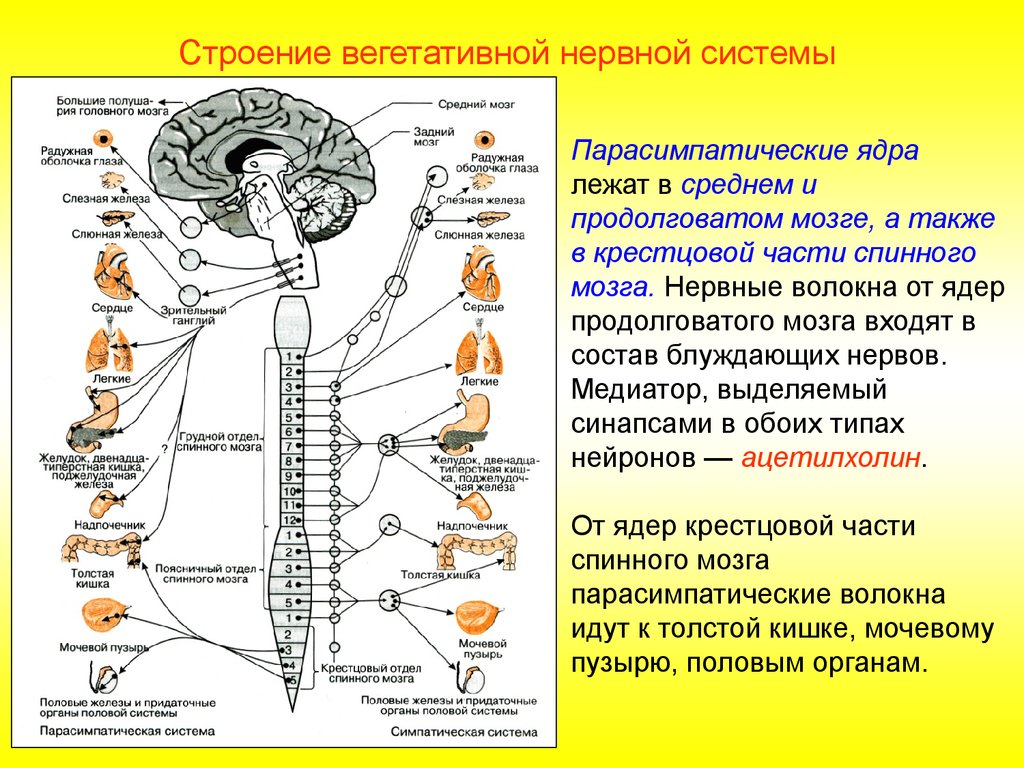 В состав центральной нервной системы входят