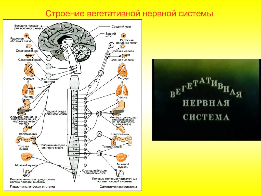 Вегетативные связи. Вегетативная нервная система схема спинного мозга. Строение и функции спинного мозга вегетативная нервная система. Вегетативная НС анатомия. Строение спинного мозга вегетативной системы.