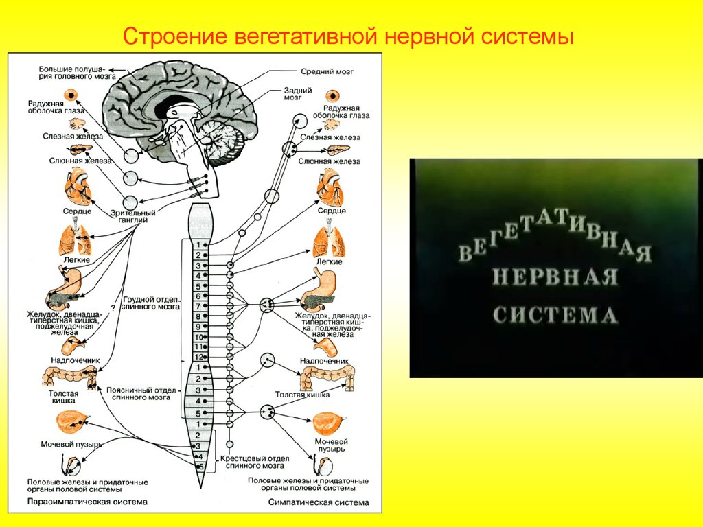 Строение и функции спинного мозга вегетативная нервная система. Вегетативная НС анатомия. Строение нервной системы головы. Вегетативная нервная система анатомия схема.