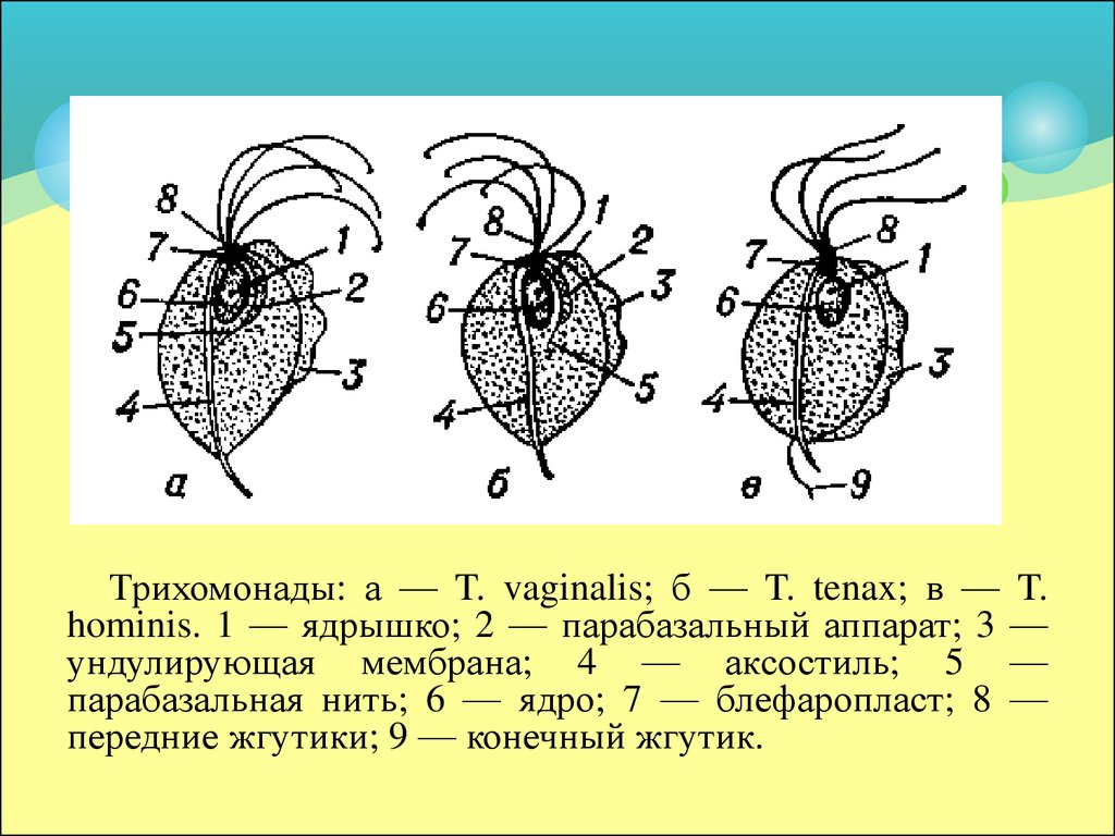 Трихомонада. Ротовая трихомонада ундулирующая мембрана. Ротовая трихомонада морфология. Ротовая трихомонада строение. Трихомонада кишечная аксостиль.