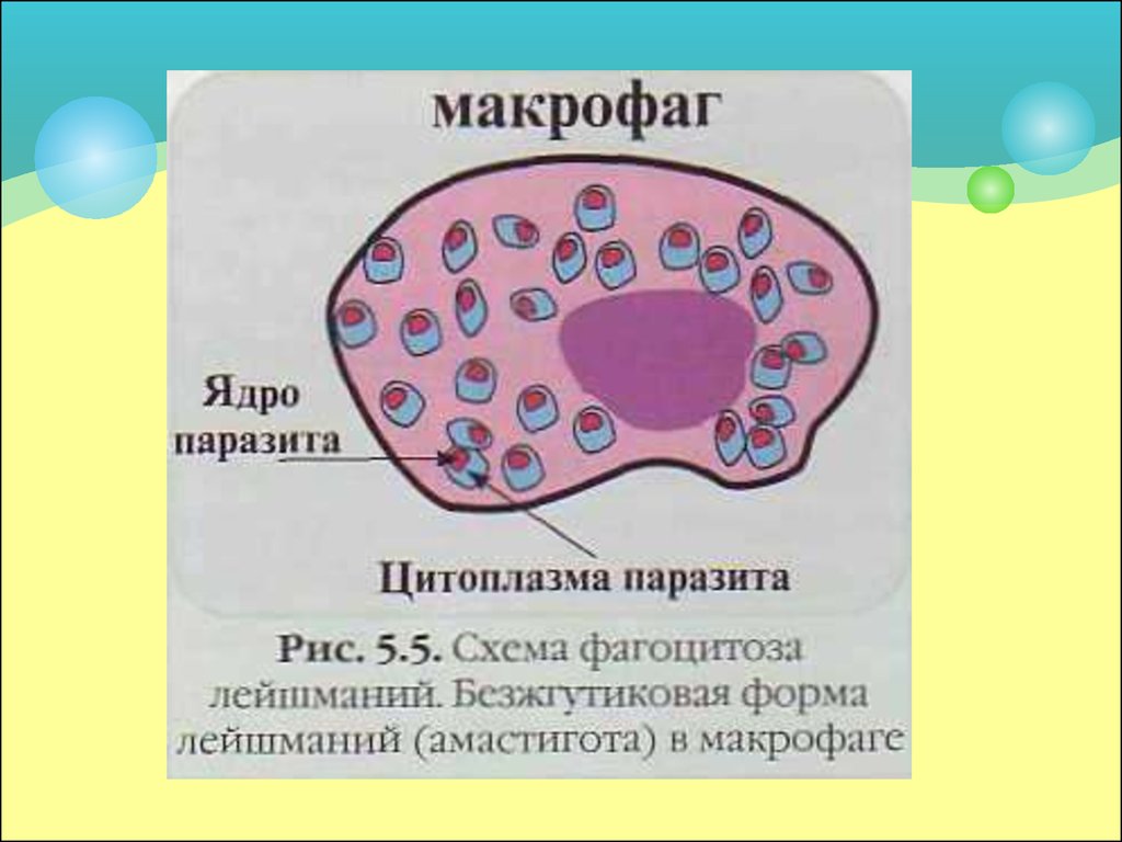 Амебиаз презентация казакша