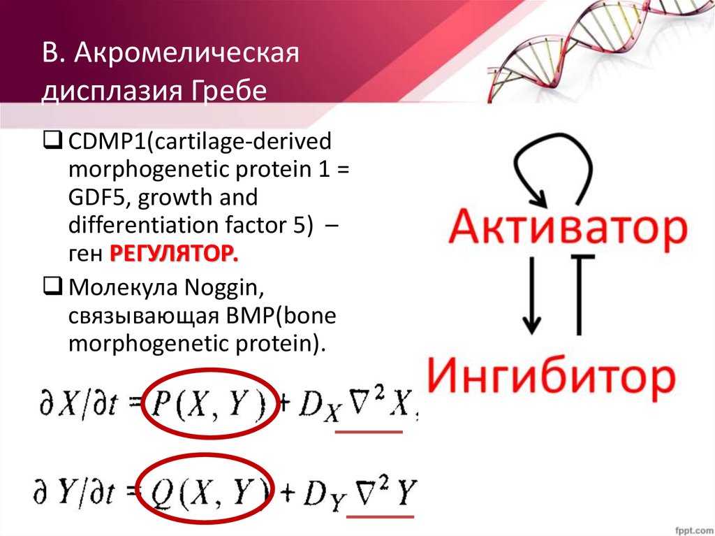 В. Акромелическая дисплазия Гребе