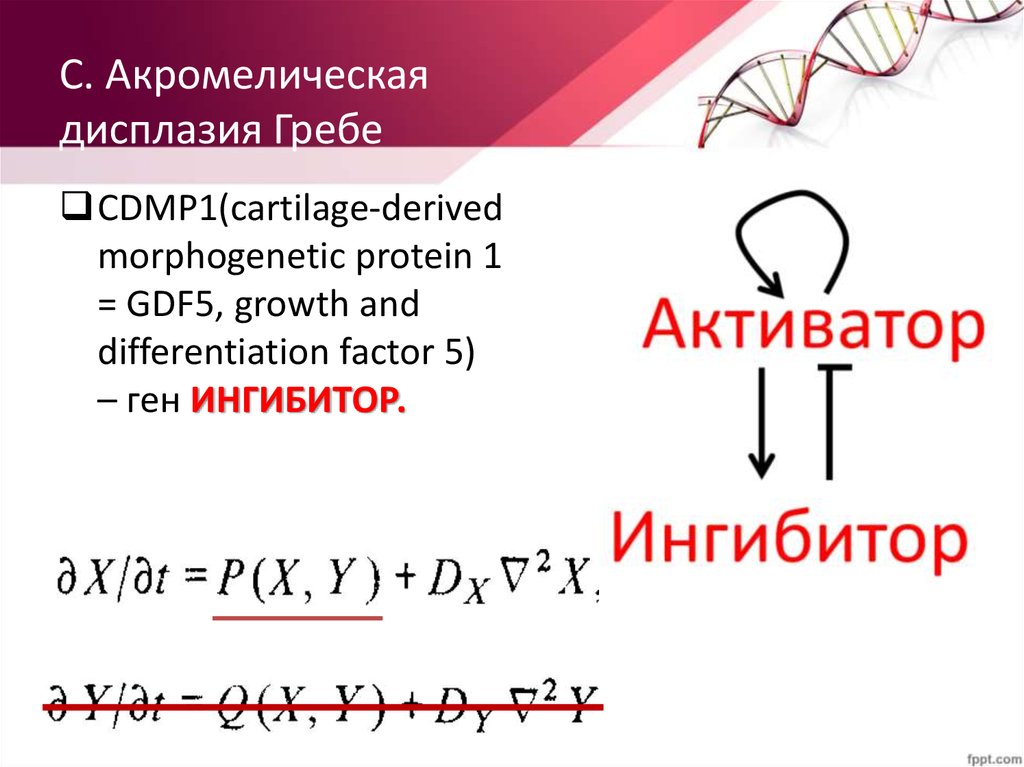 С. Акромелическая дисплазия Гребе