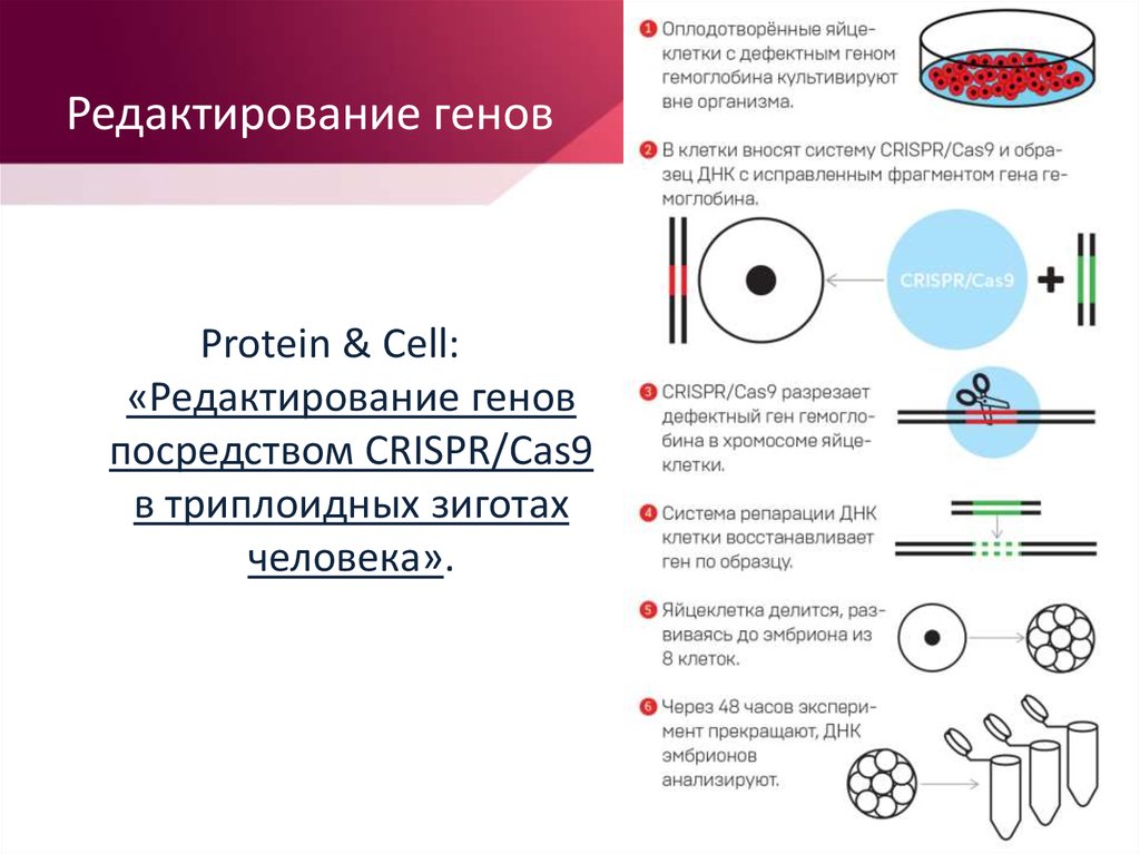 Врождённая недостаточность аденозиндезаминазы (ада-ткин). Внехромосомная экспрессия введенного гена. Что такое дефектный ген. Что такое дефектный ген. Дефектный ген.