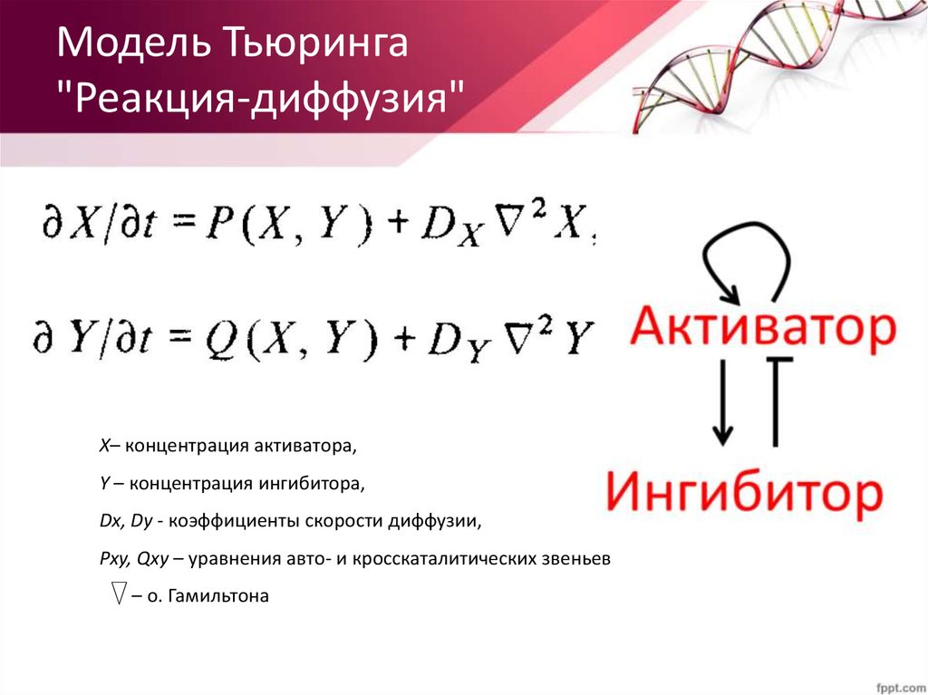 Модель Тьюринга "Реакция-диффузия"