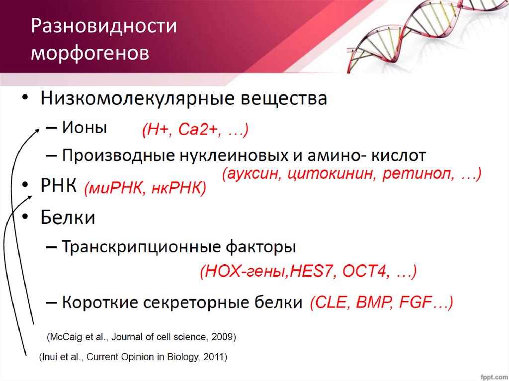 Разновидности морфогенов