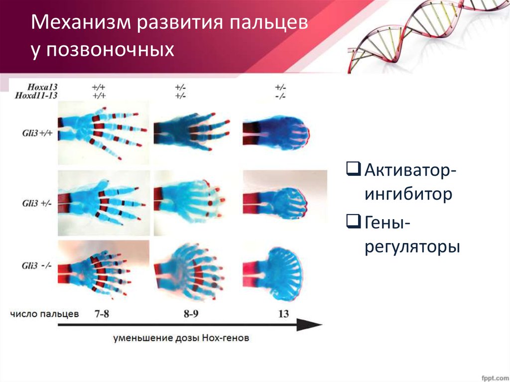 Механизм развития пальцев у позвоночных