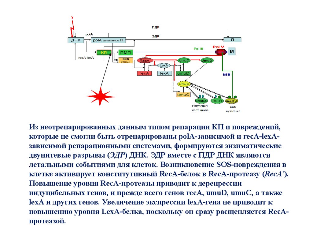 Радиационная генетика презентация