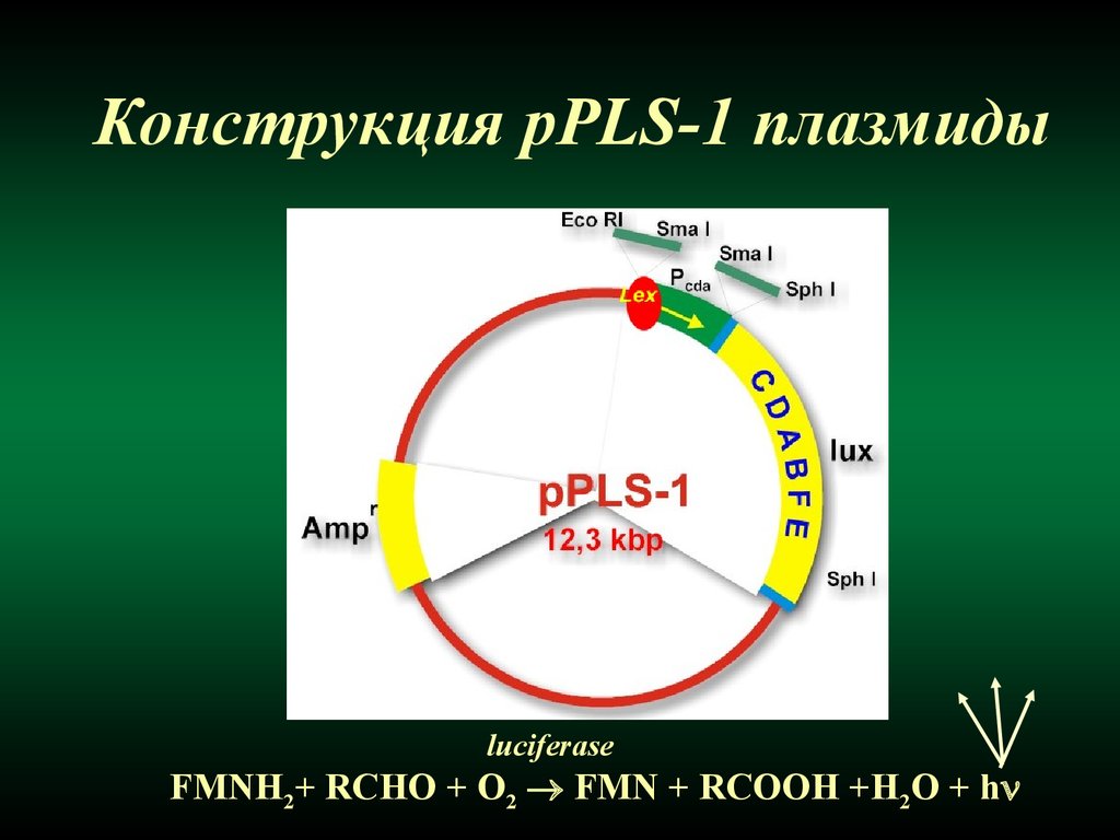 Радиационная генетика презентация