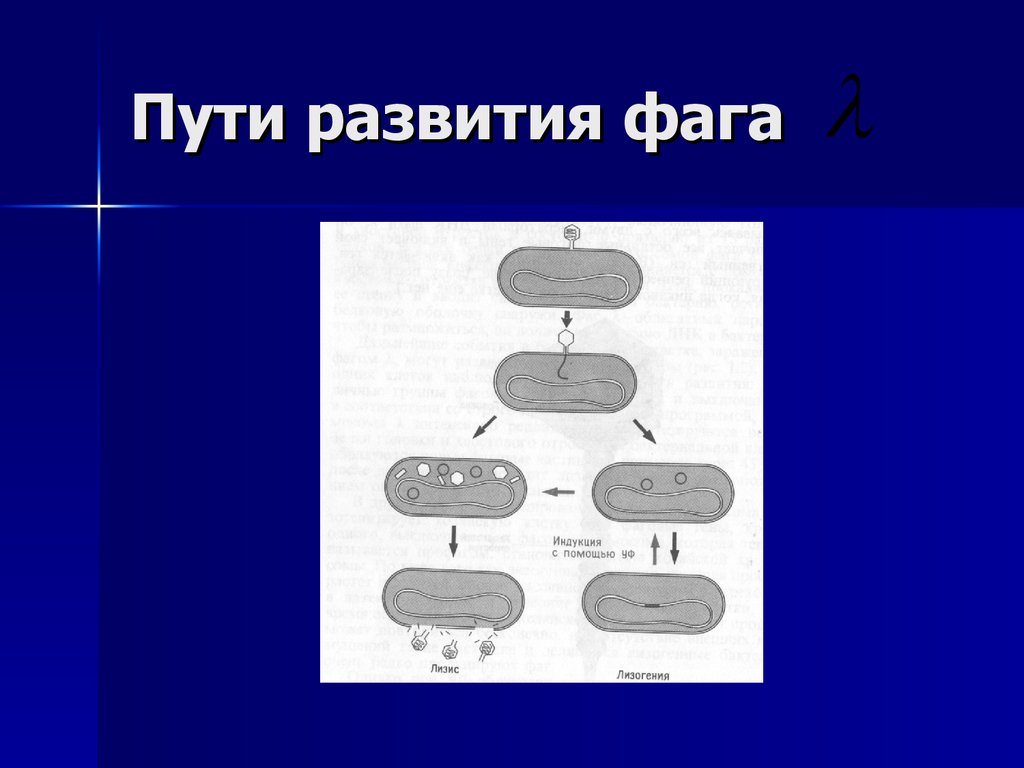 Радиационная генетика презентация