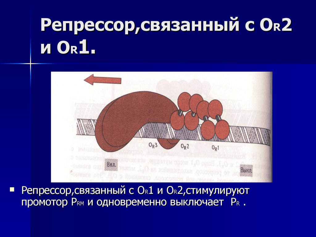 Радиационная генетика презентация