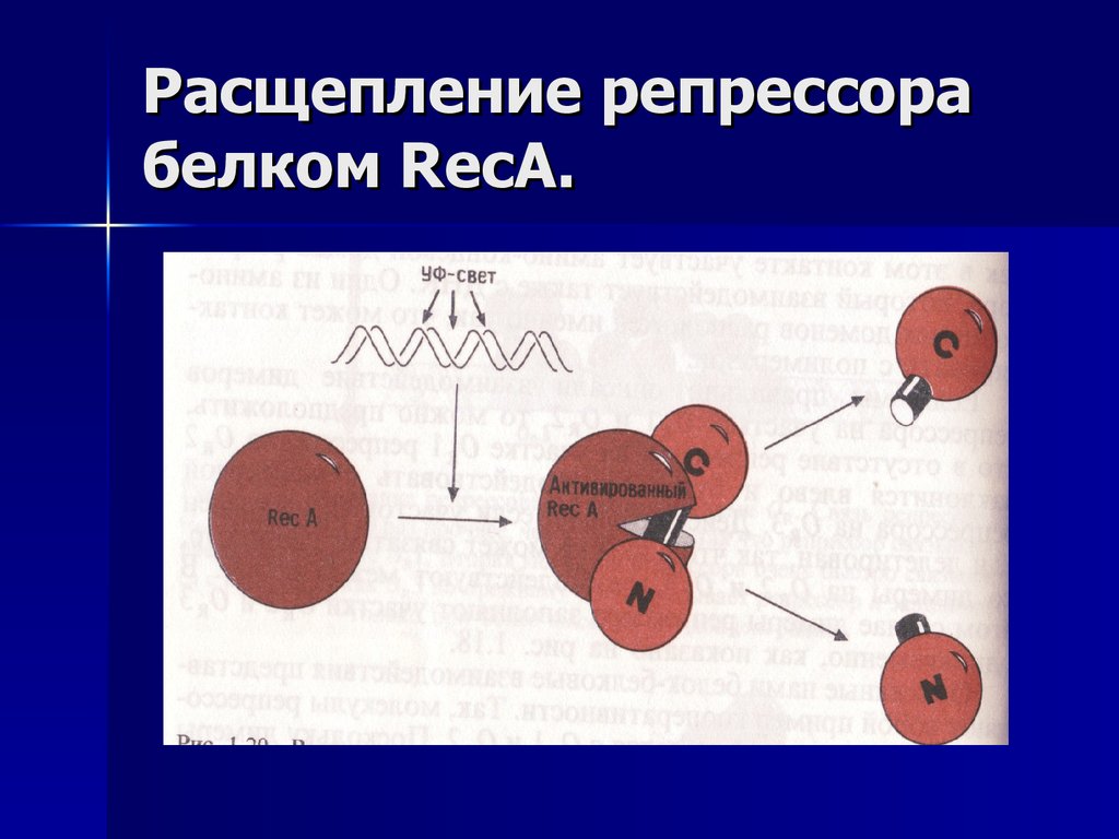 Расщепление 2 4 4 6. Расщепление белка. Расщ. Reca белок. Что расщепляет белки.