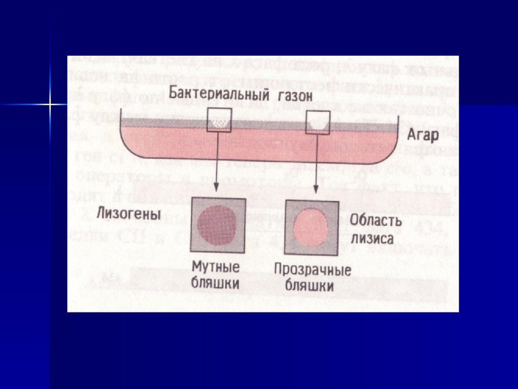 Радиационная генетика презентация