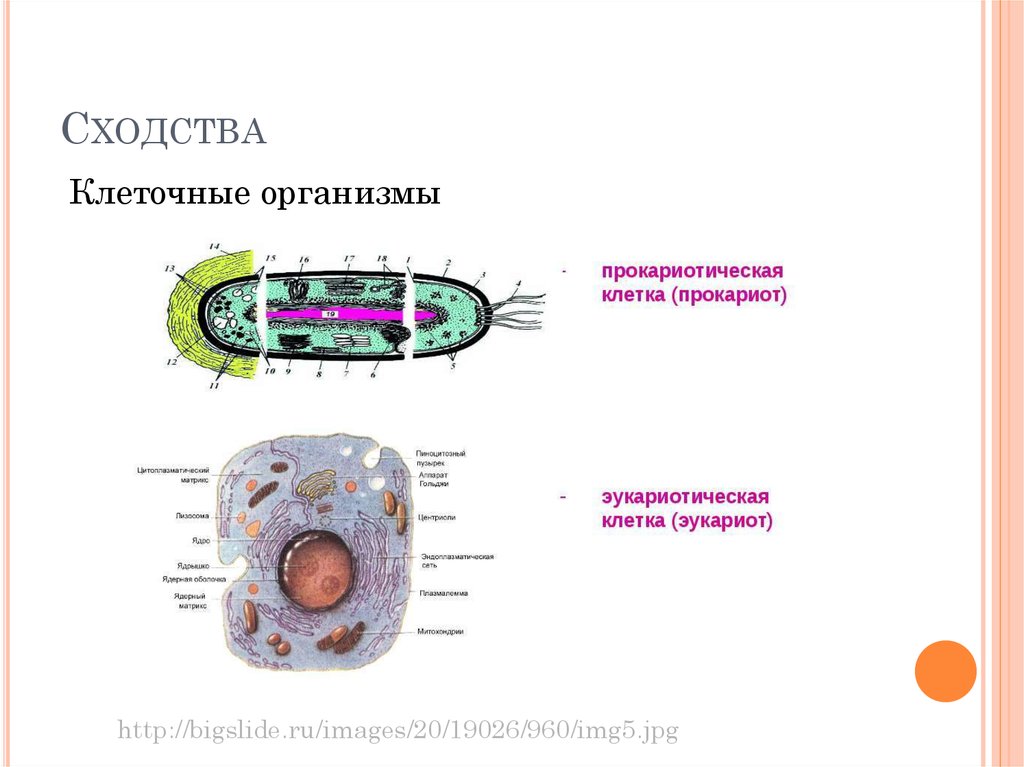 На рисунке изображен процесс метаболизма эукариотической клетки. Сравнение строения прокариотической и эукариотической клетки. Особенности строения прокариотической и эукариотической клетки. Функции эукариотов. Схожесть строения клеток эукариотических организмов.