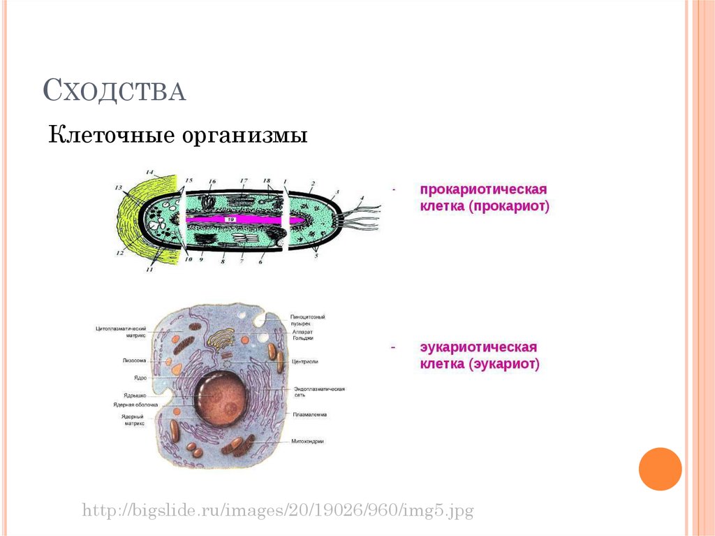 Появление первых прокариотических клеток