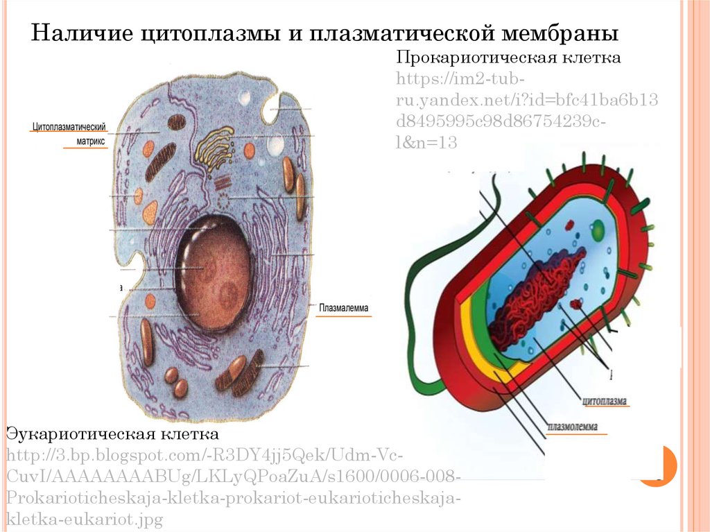 Клетка прокариот функции